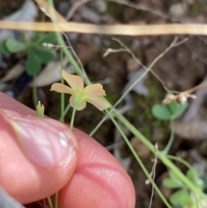 Oxalis sp. at Bungonia, NSW - 11 Apr 2022