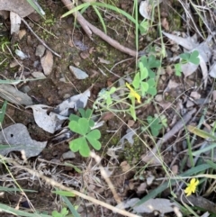 Oxalis sp. at Bungonia, NSW - 11 Apr 2022