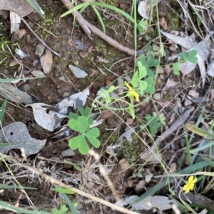 Oxalis sp. at Bungonia, NSW - 11 Apr 2022 02:27 PM