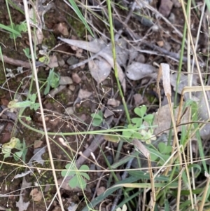 Oxalis sp. at Bungonia, NSW - 11 Apr 2022