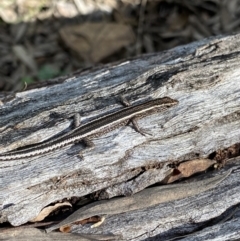 Cryptoblepharus pulcher (Fence Skink) at Bungonia National Park - 11 Apr 2022 by NedJohnston