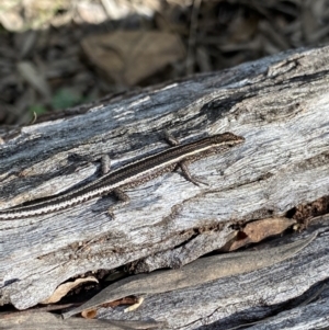 Cryptoblepharus pulcher at Bungonia, NSW - 11 Apr 2022