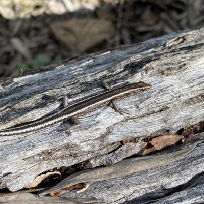 Cryptoblepharus pulcher (Fence Skink) at Bungonia, NSW - 11 Apr 2022 by NedJohnston