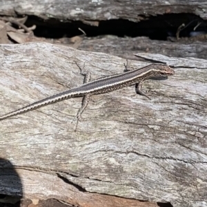 Cryptoblepharus pulcher at Bungonia, NSW - 11 Apr 2022