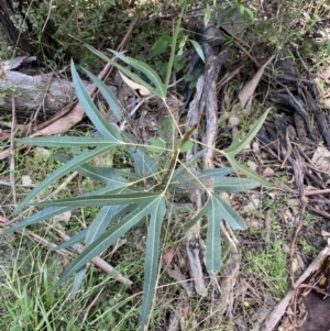 Brachychiton populneus at Bungonia, NSW - 11 Apr 2022 02:18 PM