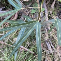 Brachychiton populneus at Bungonia, NSW - 11 Apr 2022