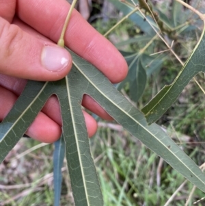 Brachychiton populneus at Bungonia, NSW - 11 Apr 2022