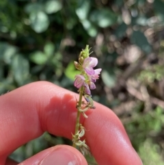 Oxytes brachypoda (Large Tick-trefoil) at Bungonia National Park - 11 Apr 2022 by Ned_Johnston