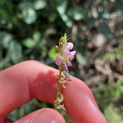 Oxytes brachypoda (Large Tick-trefoil) at Bungonia National Park - 11 Apr 2022 by Ned_Johnston