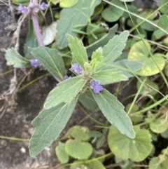 Ajuga australis (Austral Bugle) at Bungonia, NSW - 11 Apr 2022 by Ned_Johnston