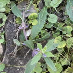 Ajuga australis at Bungonia, NSW - 11 Apr 2022