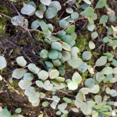 Pyrrosia rupestris at Penrose, NSW - 11 Apr 2022 10:40 AM