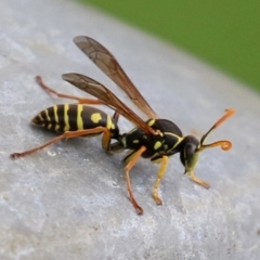 Polistes (Polistes) chinensis (Asian paper wasp) at Fyshwick, ACT - 11 Apr 2022 by RodDeb