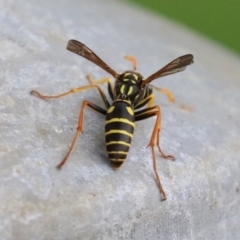 Polistes (Polistes) chinensis at Fyshwick, ACT - 11 Apr 2022 01:52 PM