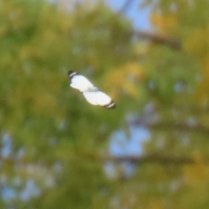 Delias nigrina at Fyshwick, ACT - 11 Apr 2022 12:47 PM