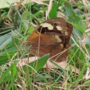 Heteronympha merope at Fyshwick, ACT - 11 Apr 2022