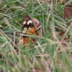 Heteronympha merope at Fyshwick, ACT - 11 Apr 2022