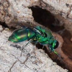 Primeuchroeus sp. (genus) (Cuckoo Wasp) at Callum Brae - 10 Apr 2022 by rawshorty