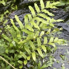 Blechnum minus (Soft water fern) at Lower Cotter Catchment - 11 Apr 2022 by JaneR