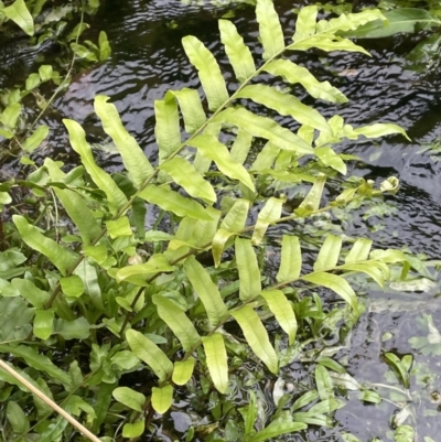 Blechnum minus (Soft Water Fern) at Lower Cotter Catchment - 11 Apr 2022 by JaneR