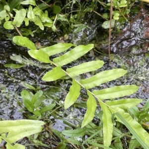 Blechnum minus at Cotter River, ACT - 11 Apr 2022 12:12 PM