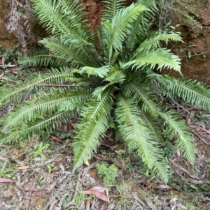 Blechnum nudum at Cotter River, ACT - 11 Apr 2022