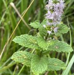 Mentha spicata (Garden Mint) at Cotter River, ACT - 11 Apr 2022 by JaneR