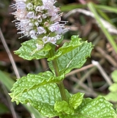 Mentha spicata at Cotter River, ACT - 11 Apr 2022 12:05 PM