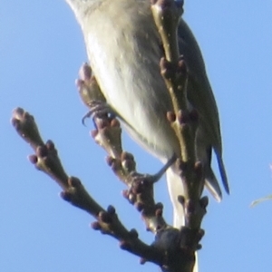 Caligavis chrysops at Griffith, ACT - 9 Apr 2022