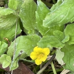 Erythranthe moschata (Musk) at Lower Cotter Catchment - 11 Apr 2022 by JaneR