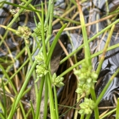 Isolepis inundata (Swamp Club Rush) at Lower Cotter Catchment - 11 Apr 2022 by JaneR