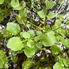 Rorippa nasturtium-aquaticum (Watercress) at Cotter River, ACT - 11 Apr 2022 by JaneR