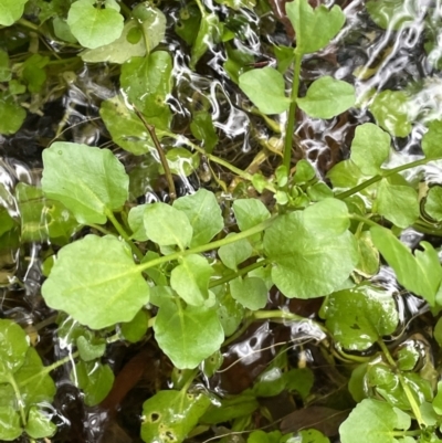 Rorippa nasturtium-aquaticum (Watercress) at Lower Cotter Catchment - 11 Apr 2022 by JaneR