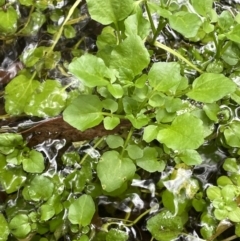Rorippa nasturtium-aquaticum at Cotter River, ACT - 11 Apr 2022