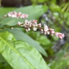 Persicaria decipiens (Slender Knotweed) at Lower Cotter Catchment - 11 Apr 2022 by JaneR