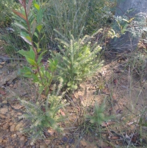 Persoonia hirsuta subsp. evoluta at suppressed - suppressed