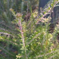 Persoonia hirsuta subsp evoluta at suppressed - 22 Mar 2022