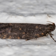 Ardozyga undescribed species near deltodes at Melba, ACT - 1 Mar 2022