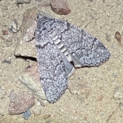 Stibaroma undescribed species (A Line-moth) at QPRC LGA - 11 Apr 2022 by Steve_Bok