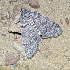 Stibaroma undescribed species (A Line-moth) at Jerrabomberra, NSW - 12 Apr 2022 by SteveBorkowskis