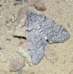 Stibaroma undescribed species at Jerrabomberra, NSW - 12 Apr 2022 12:01 AM