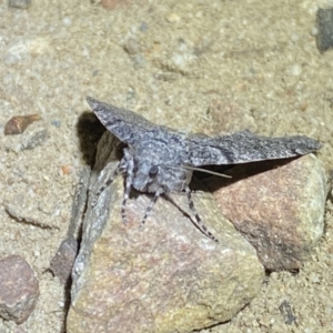 Stibaroma undescribed species at Jerrabomberra, NSW - 12 Apr 2022 12:01 AM