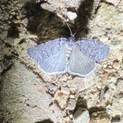 Stibaroma undescribed species at Jerrabomberra, NSW - 12 Apr 2022