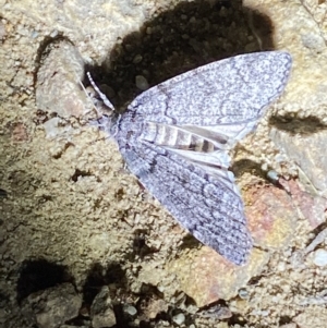 Stibaroma undescribed species at Jerrabomberra, NSW - 12 Apr 2022 12:01 AM