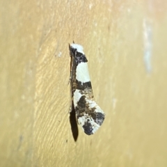 Monopis icterogastra (Wool Moth) at Jerrabomberra, NSW - 11 Apr 2022 by SteveBorkowskis