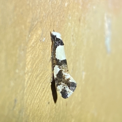 Monopis icterogastra (Wool Moth) at QPRC LGA - 11 Apr 2022 by Steve_Bok