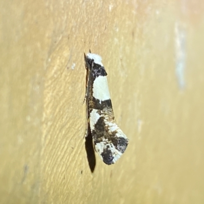 Monopis icterogastra (Wool Moth) at Jerrabomberra, NSW - 11 Apr 2022 by SteveBorkowskis