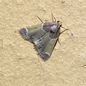 Pyralis farinalis at Jerrabomberra, NSW - 11 Apr 2022