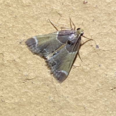 Pyralis farinalis (Meal Moth (Pyralinae) at Jerrabomberra, NSW - 11 Apr 2022 by SteveBorkowskis