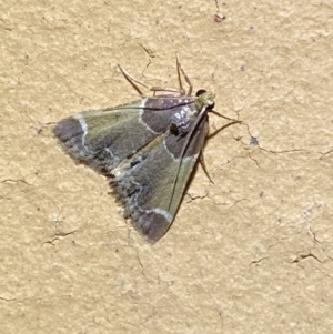 Pyralis farinalis at Jerrabomberra, NSW - 11 Apr 2022